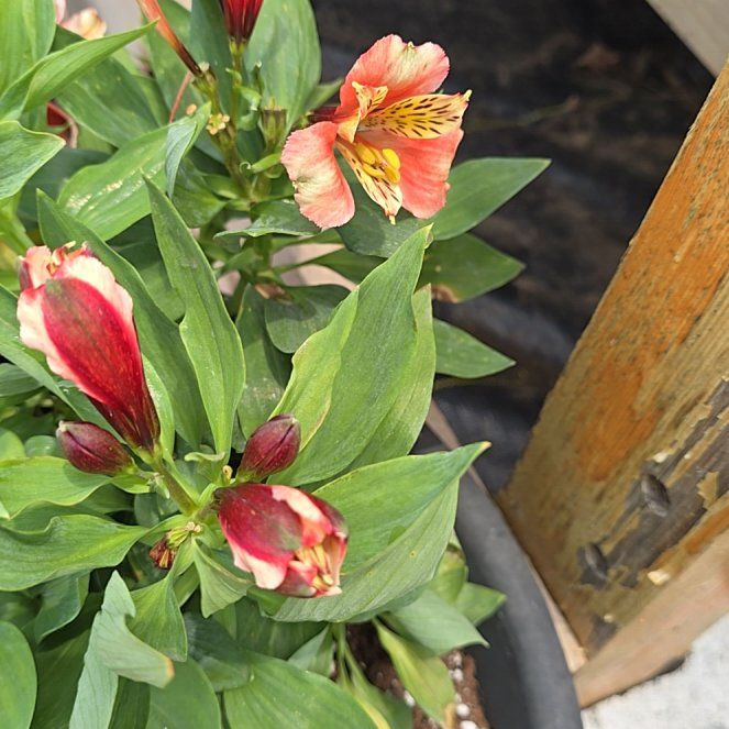 Photo of the plant species Lily of the Incas by @StockyLoquat71 named Delilah on Greg, the plant care app