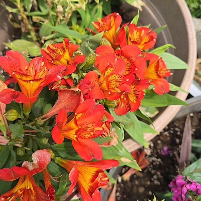 Photo of the plant species Lily of the Incas by @StockyLoquat71 named Cleopatra on Greg, the plant care app