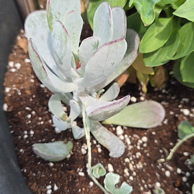 Photo of the plant species Pig's Ear by @StockyLoquat71 named Ulysses S Plant on Greg, the plant care app