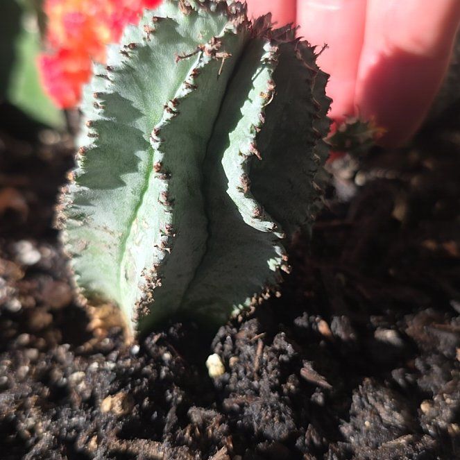 Photo of the plant species Canary Island Spurge by @HAJOSH named Huckleberry Fern on Greg, the plant care app
