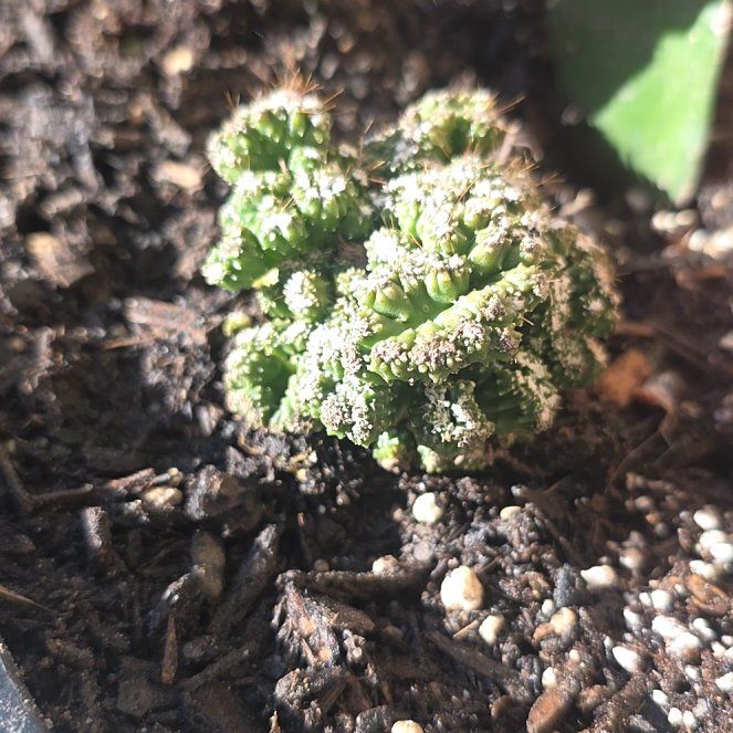 Photo of the plant species Carolina Mosquitofern by @HAJOSH named Zion on Greg, the plant care app