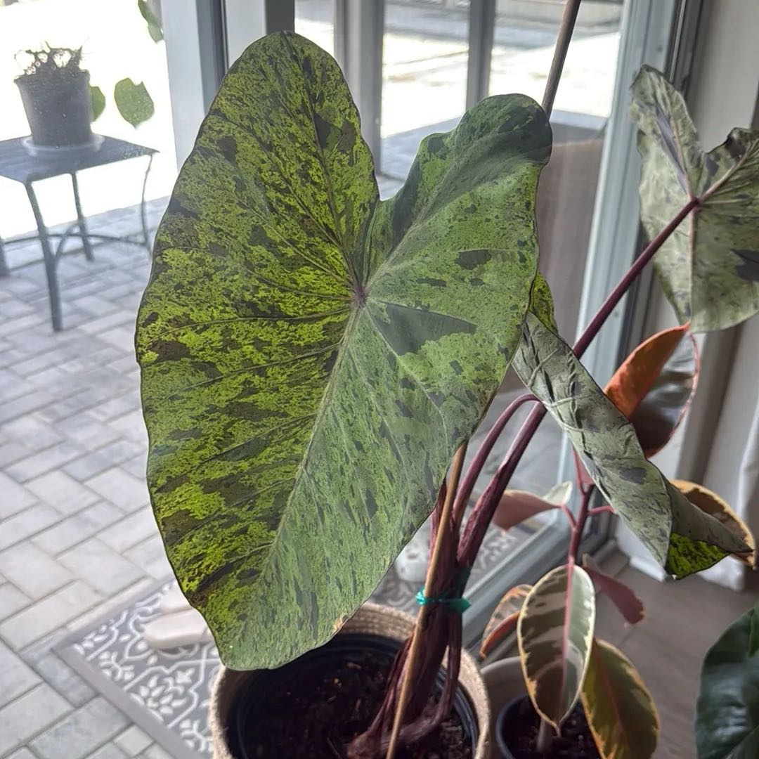 Photo of the plant species Taro 'Mojito' by @PlantPrincess02 named Leaf Erickson on Greg, the plant care app