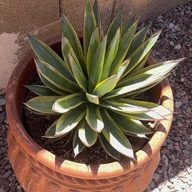 Photo of the plant species Caribbean Agave by @AlluringAchiote named Scarlett on Greg, the plant care app