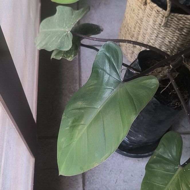 Photo of the plant species Philodendron Royal Queen by @PetCobnut65 named Gates on Greg, the plant care app