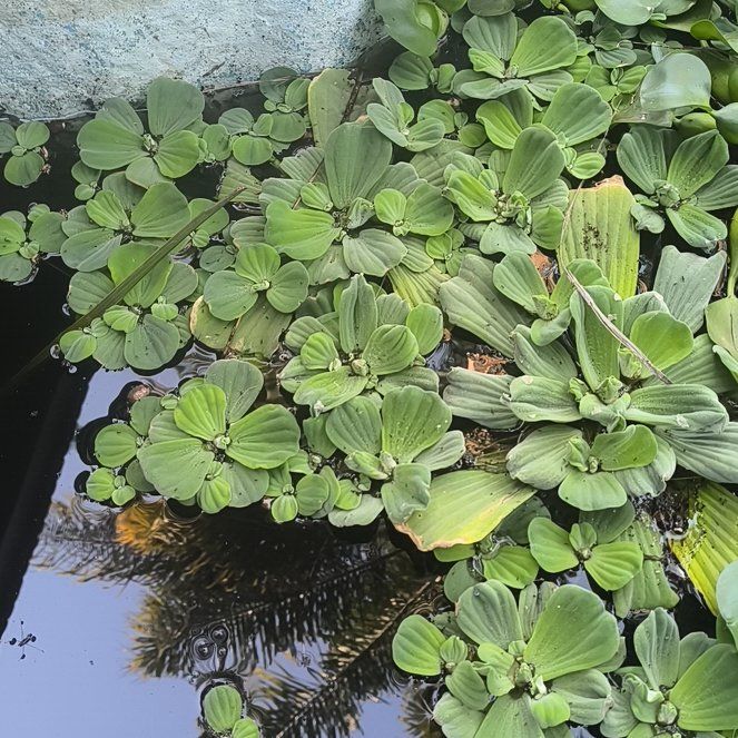 Photo of the plant species Water Lettuce by @PetCobnut65 named LiloStitch on Greg, the plant care app