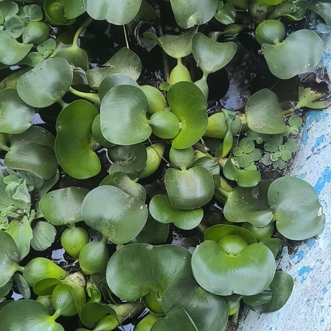 Photo of the plant species Common Water-Hyacinth by @PetCobnut65 named Taylor Swift on Greg, the plant care app