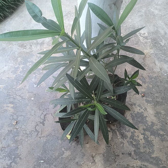 Photo of the plant species Oleander by @PetCobnut65 named Mando on Greg, the plant care app
