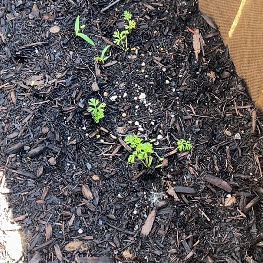 Photo of the plant species Wild Carrot by @KinglyBibi49 named Harmony on Greg, the plant care app