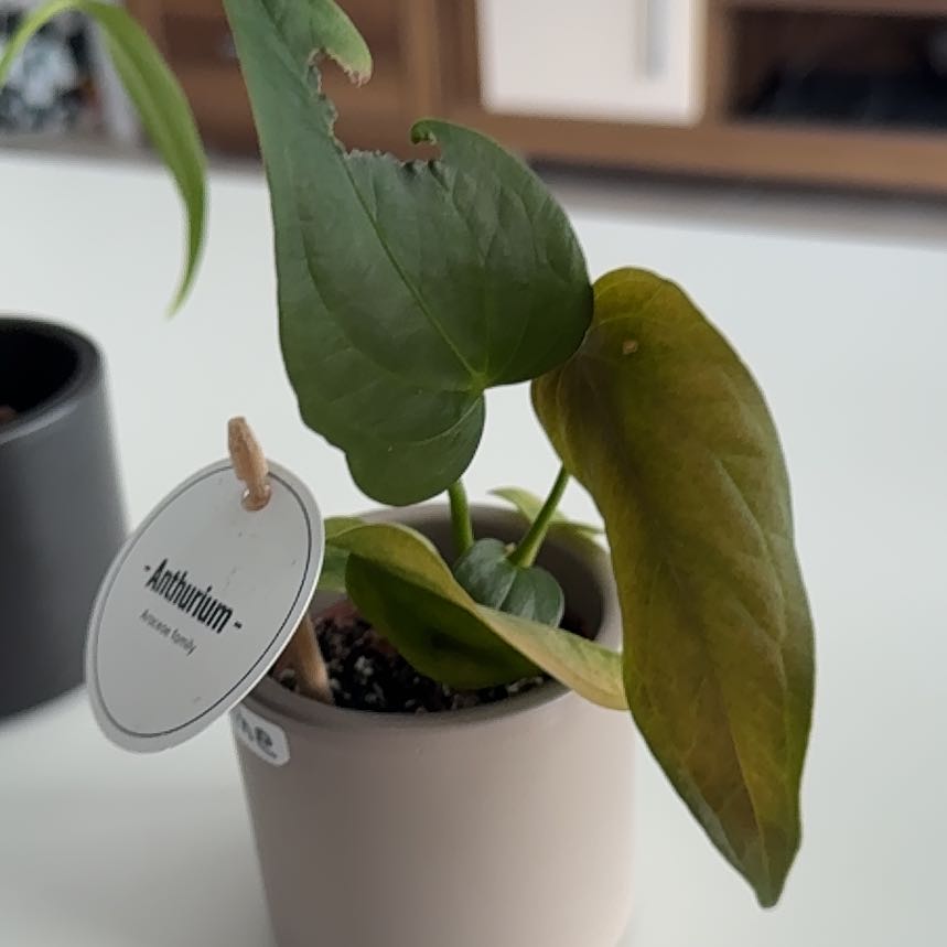Photo of the plant species Anthurium 'Queen of Hearts' by @FunSeadahlia82 named Pax on Greg, the plant care app