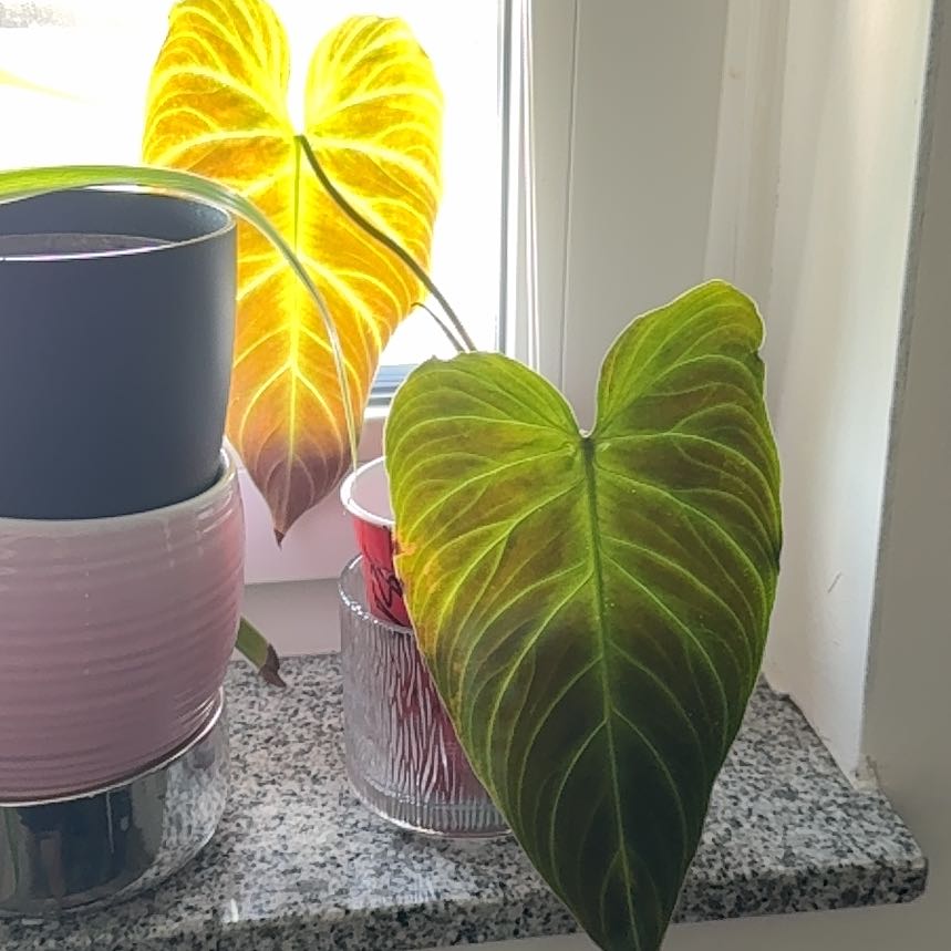 Photo of the plant species Philodendron Splendid by @FunSeadahlia82 named Anne on Greg, the plant care app