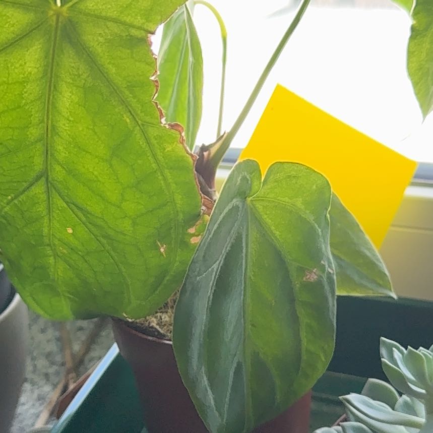 Photo of the plant species Anthurium crystallinum magnificum by @FunSeadahlia82 named ChloroPhil on Greg, the plant care app