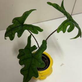 Photo of the plant species Alocasia Tundurusa by @FunSeadahlia82 named Tolkien on Greg, the plant care app