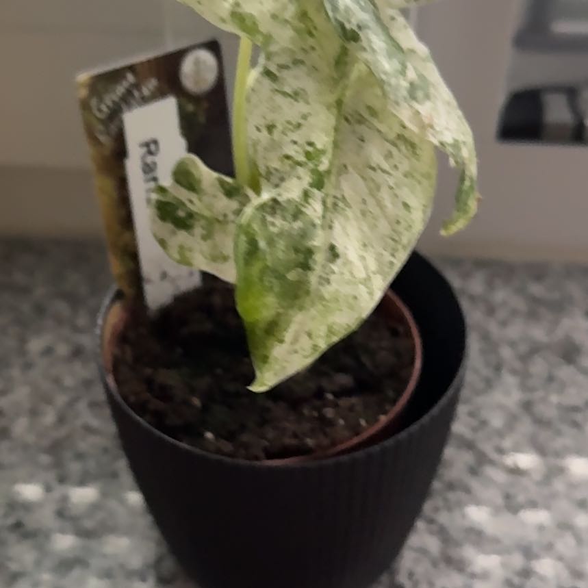 Photo of the plant species Variegated Alocasia Odora by @FunSeadahlia82 named Curie on Greg, the plant care app