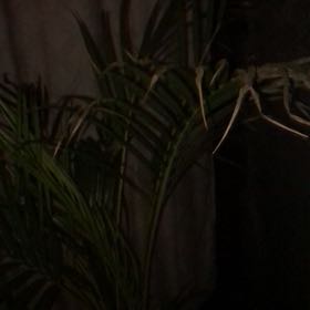 Photo of the plant species Bamboo Palm by @ArtisanRadish12 named Kobe on Greg, the plant care app