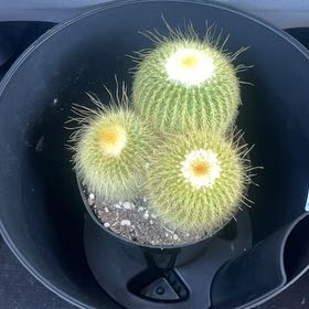 Photo of the plant species Notocactus leninghausii by @PiousLippia84 named Treeyoncé on Greg, the plant care app