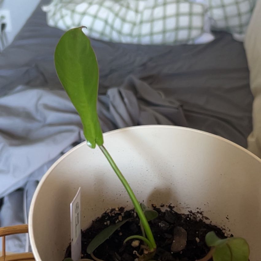 Photo of the plant species Philodendron x joepii by @CleanBanana28 named Winston on Greg, the plant care app