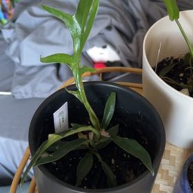 Photo of the plant species Philodendron tortum by @CleanBanana28 named Apollo on Greg, the plant care app