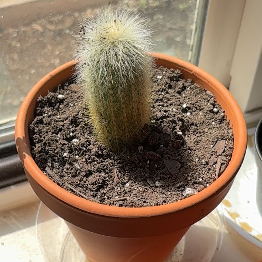 Photo of the plant species Texas Rainbow Cactus by @NiftyEnglishoak named Emerson on Greg, the plant care app