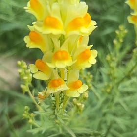 Photo of the plant species Butter and Eggs by @NiftyEnglishoak named Gaga on Greg, the plant care app