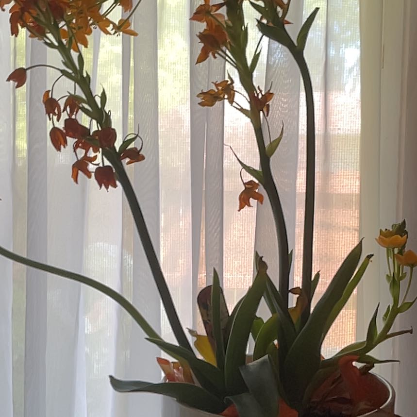 Photo of the plant species Orange Sun Star by @DandyLilac28 named Einstein on Greg, the plant care app