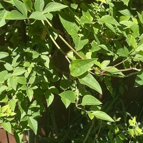 Photo of the plant species Sweet Autumn Virginsbower by @DandyLilac28 named Bieber on Greg, the plant care app