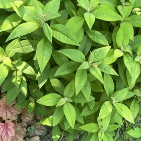 Photo of the plant species Gooseneck Loosestrife by @DandyLilac28 named Luna on Greg, the plant care app