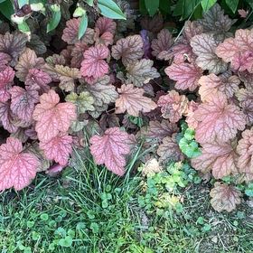 Photo of the plant species Coral Bells by @DandyLilac28 named Beckham on Greg, the plant care app