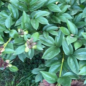 Photo of the plant species Chinese Peony by @DandyLilac28 named Captain Plant-it on Greg, the plant care app