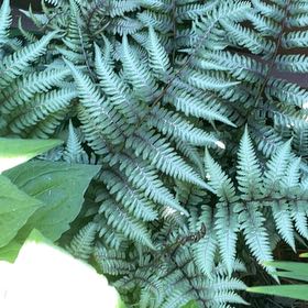 Photo of the plant species Japanese Painted Fern by @DandyLilac28 named Delilah on Greg, the plant care app