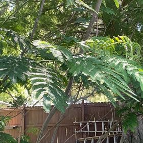 Photo of the plant species Silk Tree by @DandyLilac28 named Fernie Mercury on Greg, the plant care app