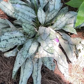 Photo of the plant species Viper's Bugloss by @DandyLilac28 named Michelle Branch on Greg, the plant care app