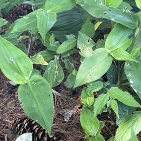 Photo of the plant species Asiatic Dayflower by @DandyLilac28 named Eva on Greg, the plant care app