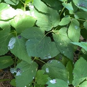 Photo of the plant species Bishop's Goutweed by @DandyLilac28 named Zeus on Greg, the plant care app