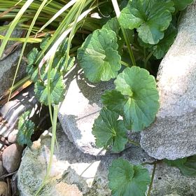 Photo of the plant species Creeping Charlie by @DandyLilac28 named Baesil on Greg, the plant care app