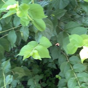 Photo of the plant species Amur Honeysuckle by @DandyLilac28 named Mollie on Greg, the plant care app