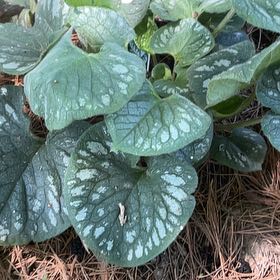 Photo of the plant species Brunnera Macrophylla by @DandyLilac28 named Figyonce on Greg, the plant care app