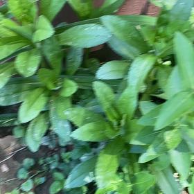 Photo of the plant species Max Chrysanthemum by @DandyLilac28 named Clooney on Greg, the plant care app