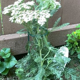 Photo of the plant species Boreal Yarrow by @DandyLilac28 named Sol on Greg, the plant care app