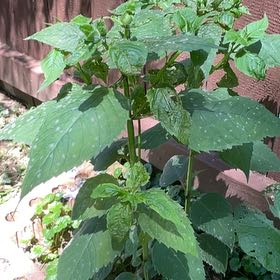 Photo of the plant species Scarlet Beebalm by @DandyLilac28 named Duke on Greg, the plant care app