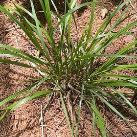 Photo of the plant species Cogon Grass by @DandyLilac28 named Diana on Greg, the plant care app