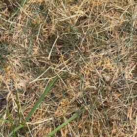 Photo of the plant species Bermuda Grass by @MajorLilac24 named LiloStitch on Greg, the plant care app