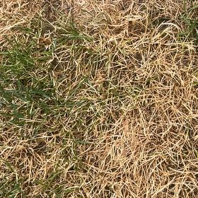 Photo of the plant species Bermuda Grass by @MajorLilac24 named Tree Diddy on Greg, the plant care app