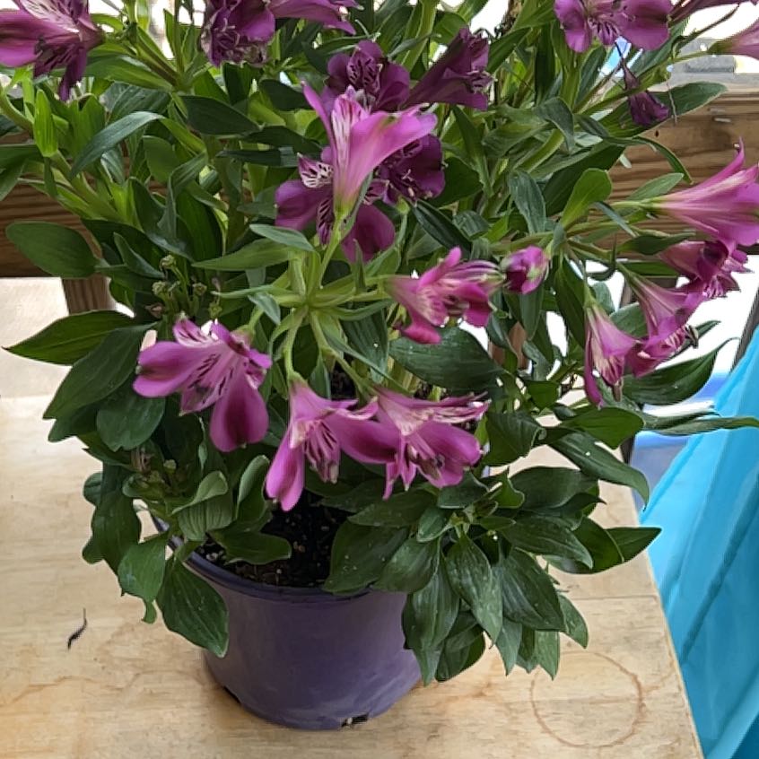 Photo of the plant species Peruvian-Lily by @FairKaraka17 named Denali on Greg, the plant care app
