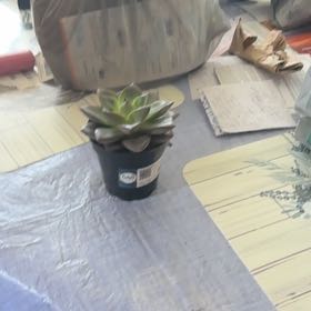 Photo of the plant species Echeveria purpusorum by @YesCordmoss39 named Girlfrond on Greg, the plant care app