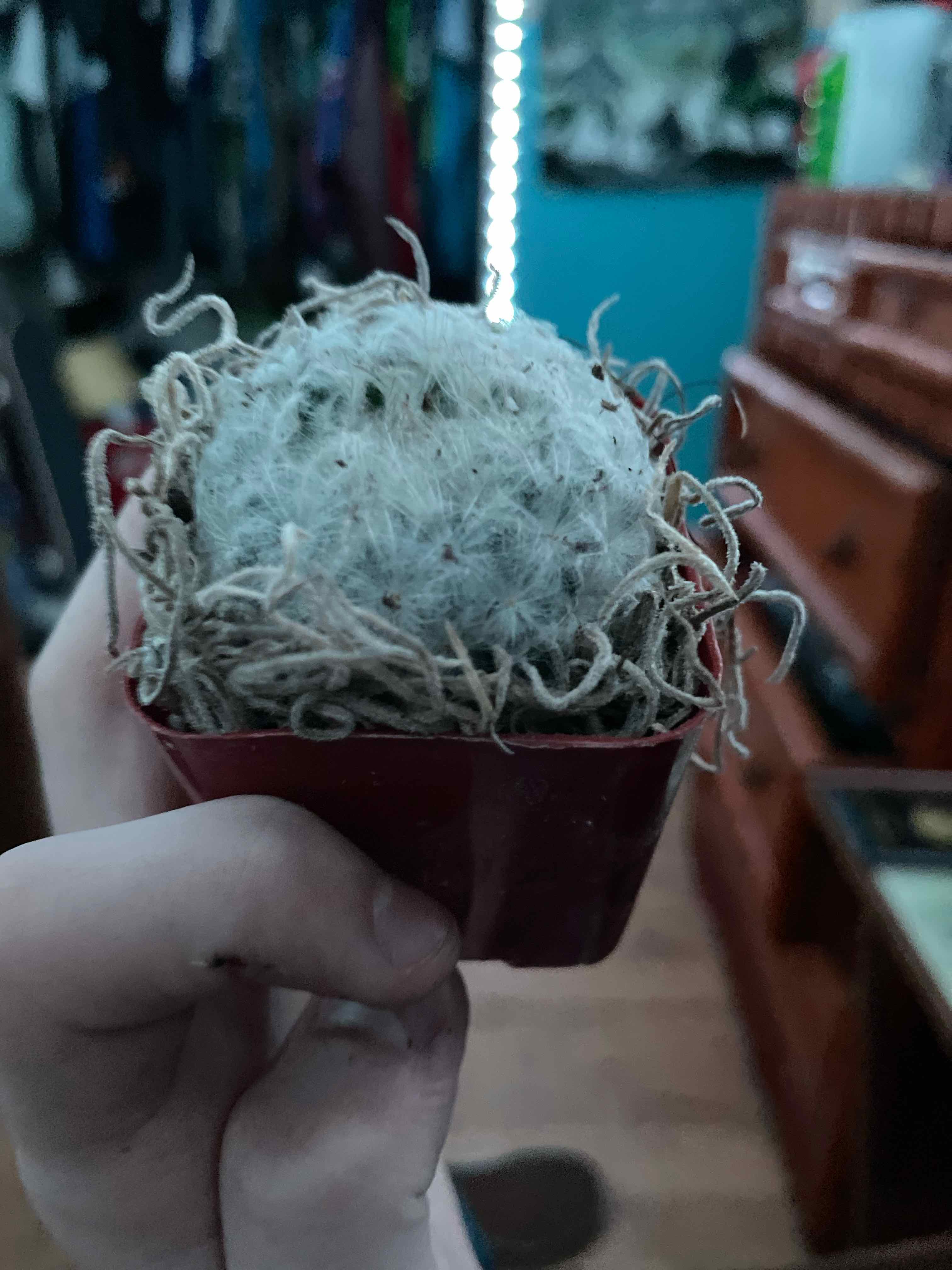 A small Mammilloydia cactus held in a person's hand, in a small pot.