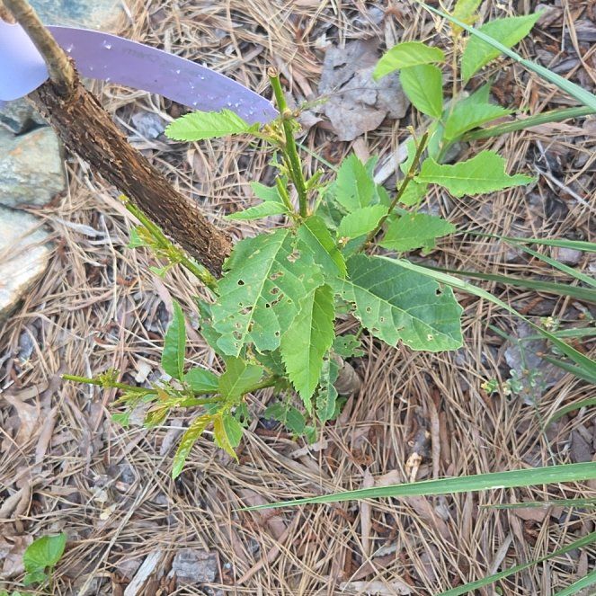 Photo of the plant species Double Cherry Blossom by @CalmFern81 named Survivor on Greg, the plant care app