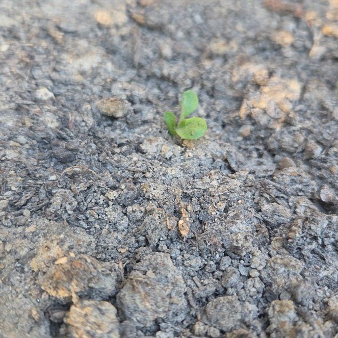 Photo of the plant species Cinnamon Basil by @CalmFern81 named Little Spice on Greg, the plant care app