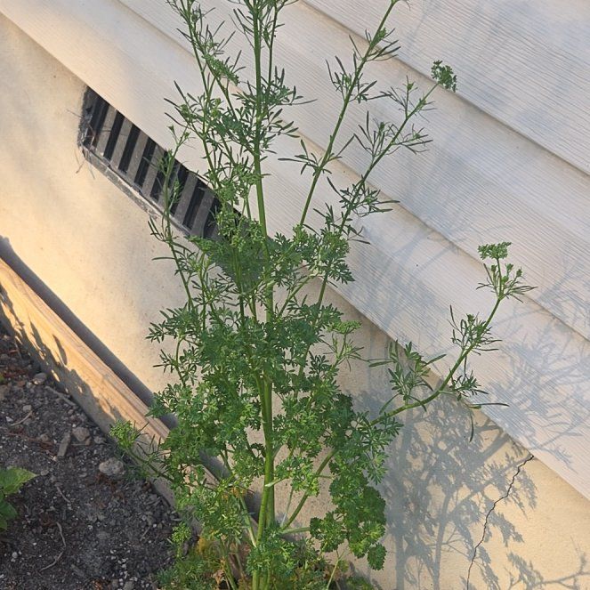 Photo of the plant species Curly Parsley by @CalmFern81 named ChloroPhil on Greg, the plant care app