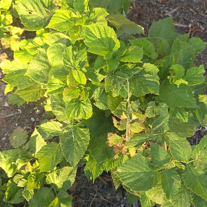 Photo of the plant species American Strawberry-Bush by @CalmFern81 named Osmo on Greg, the plant care app