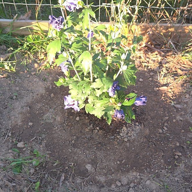 Photo of the plant species Rose of Sharon 'Paraplu Violet' by @CalmFern81 named La Vie on Greg, the plant care app